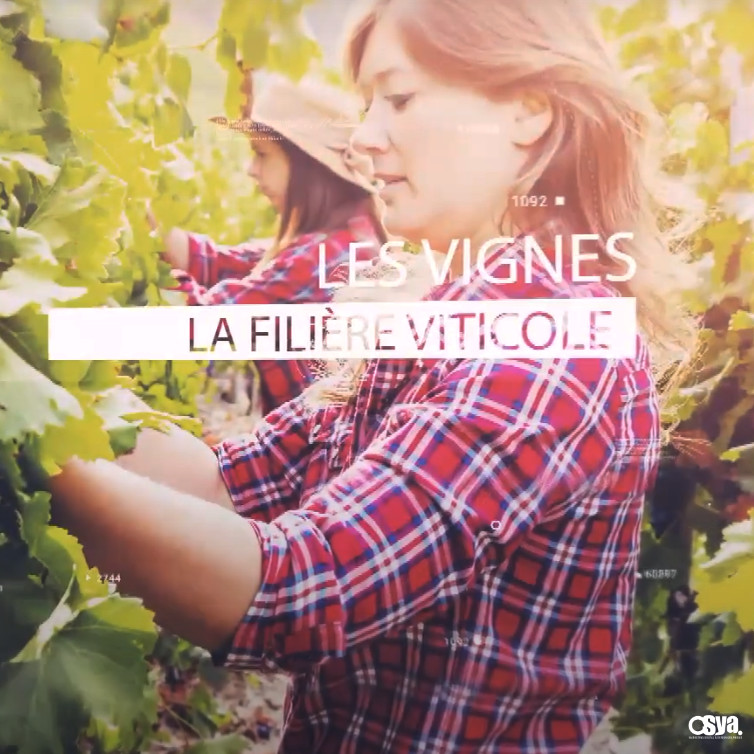 Vidéos Les Filières de notre Région