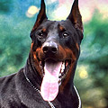Dobermann