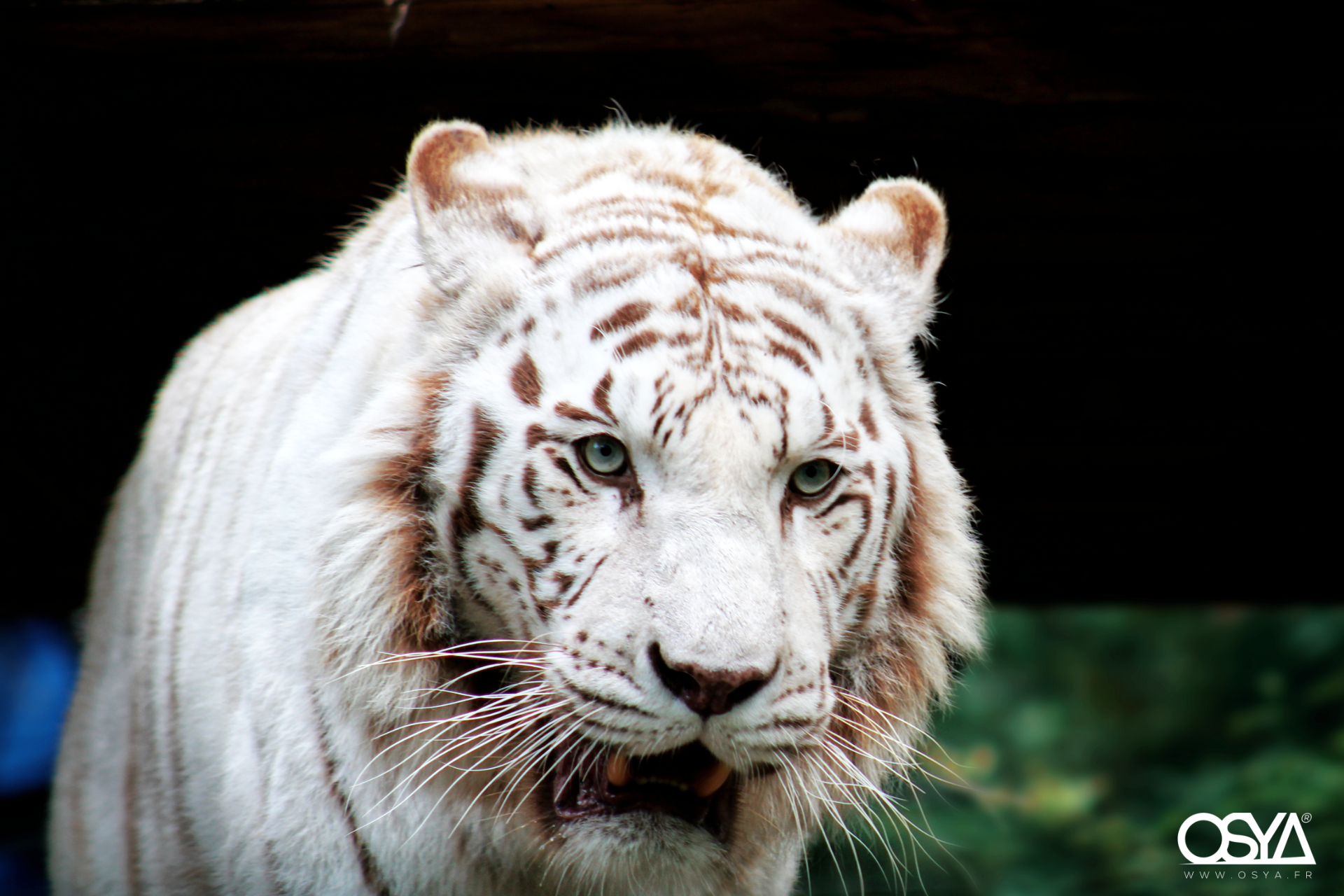 Tigre blanc  zoo de Beauval 