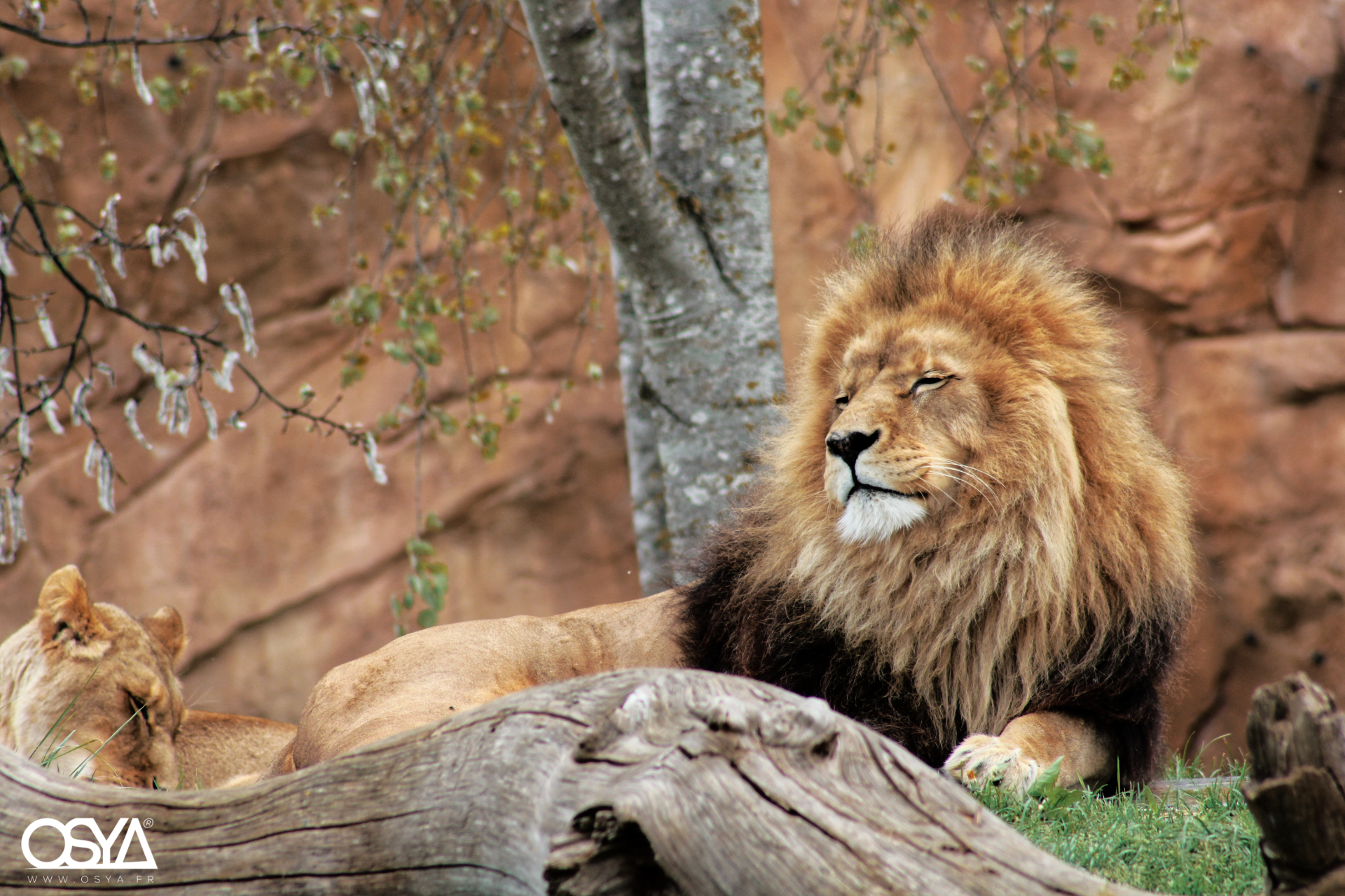 Lion zoo de Beauval 
