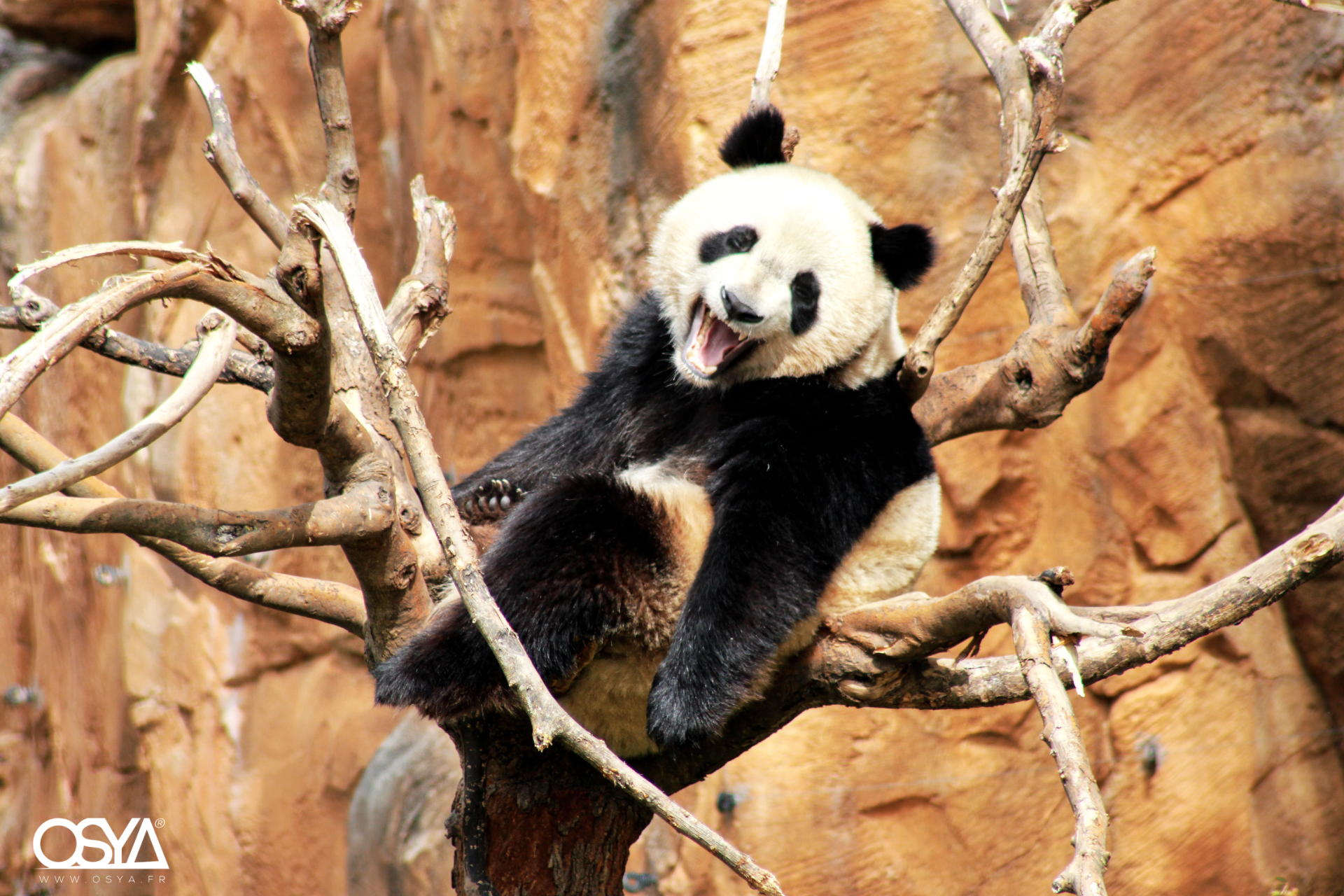 Panda géant  zoo de Beauval 